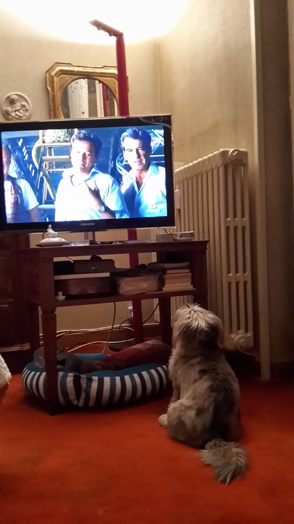 Questa sera guardo #MammaMia #Canale5. Mi piacciono i musical!! 😊 #dogslife #vitadacani #dogsoftwitter
