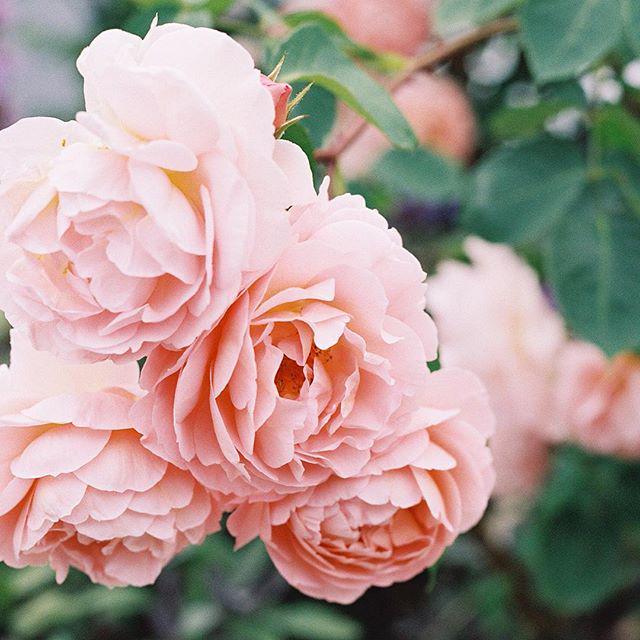 VanessaJackman's tweet photo. Stunning David Austin English roses🌹 The scent was incredible. http://t.co/JqasQ7hyyD http://t.co/NHwycNkuU3