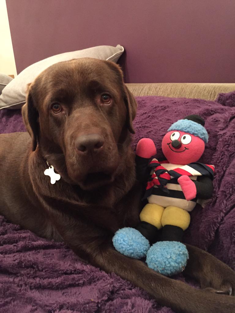 SMSAllsorts's tweet photo. Archie is glad to be reunited with his buddy Bertie http://t.co/2pkrlN6sz2