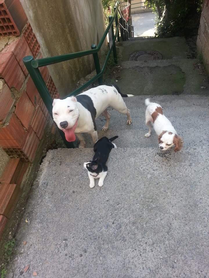 $ MAYA $ CAT  Cavaliers king carz
#pitbulseverler 
#pet
#pitbulls 
#kotupitbulyokturkotusahipvardir 
#hayvanseverler