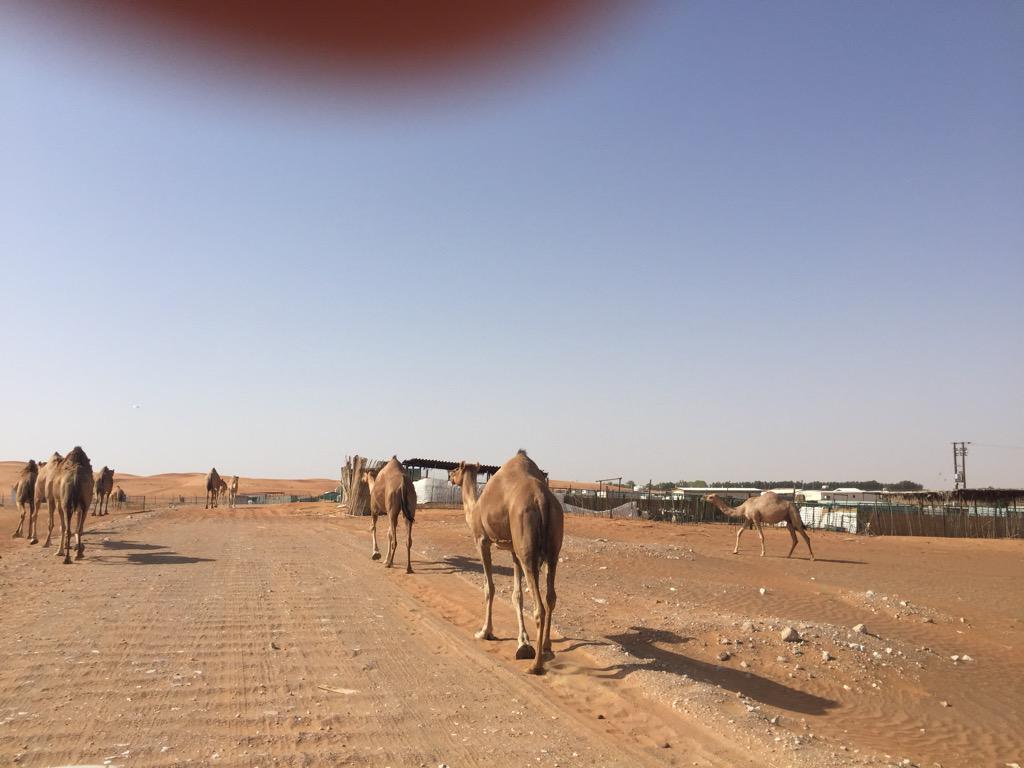 FatimaFumar's tweet image. 