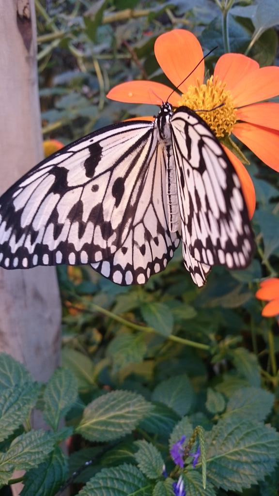 Mooie dag gehad <a href="/emsflower/">Emsflower</a>. Hoe een regenachtige dag toch zonnig kan zijn.