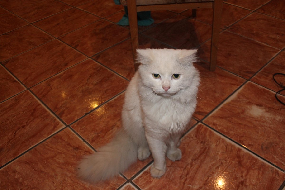 Fixists's tweet photo. Kam pieder šis kaķis? Kož un skrāpē, mēģina kko patiekt iespējams. http://t.co/z7Dom4hJTJ
