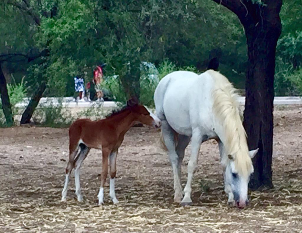 We were blessed to see the newest member of the #SaltRiverHorses today! Untouched BEAUTY 20 minutes from our house!