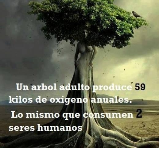 Ecogranjero's tweet photo. Un árbol adulto produce 59 kilos de oxigeno anual. Lo mismo que consume 2 seres humanos. http://t.co/aalFGM1xxh