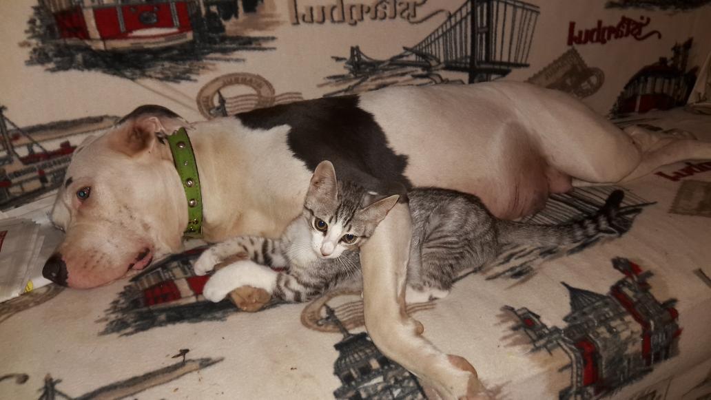 $ MAYA $ CAT  😻
#PİTBULSEVERLER 
#KOTUPİTBULYOKTURKOTUSAHİPVARDİR 
#HAYVANSEVERLER 
#PETİSTANBUL 
#PİTBULLS 
#pet