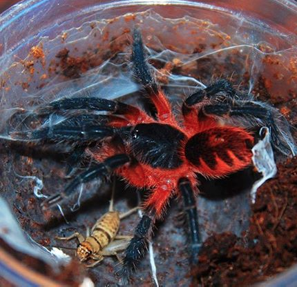 SugarGliderDude's tweet photo. i have over 70 spiders Lirik... they are so pretty... http://t.co/MJWPUzThP0