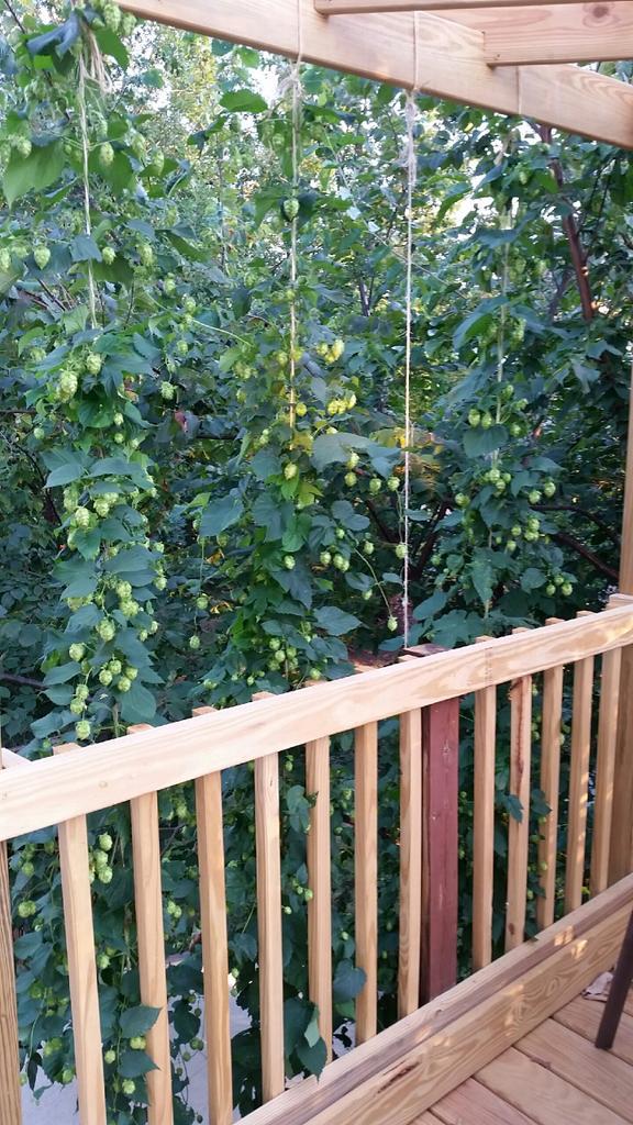 My nugget #hops are doing great. #harkinshops #vahops #growlocal #supportlocal #drinklocal #hopsyard