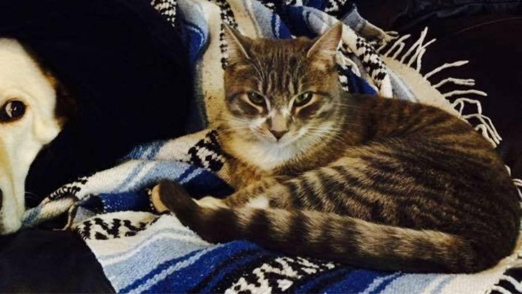 jeretholt's tweet photo. @nenshi HELP GET TACO HOME, Short hair, tabby, male, neutered. White paws chest tattoo MISSING in CEDARBREA . 
#311 http://t.co/u5urVcYpMR