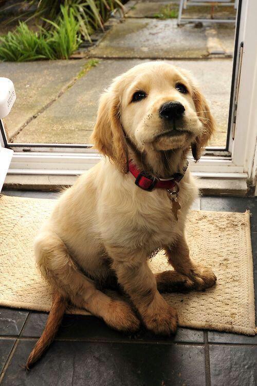 PuppyProperties tweet media