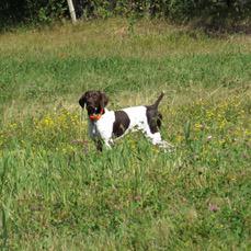 norskDAS's tweet image. #NAVHDA #NA test today with #Ziggy at 5 1/2 months. Perfect day in field and water. Top score. Wow fun to handle/see