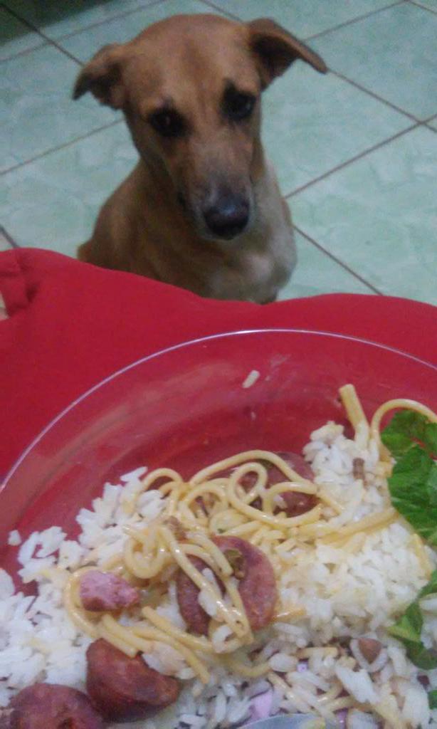 SOPHII Minha linda 🐶❤