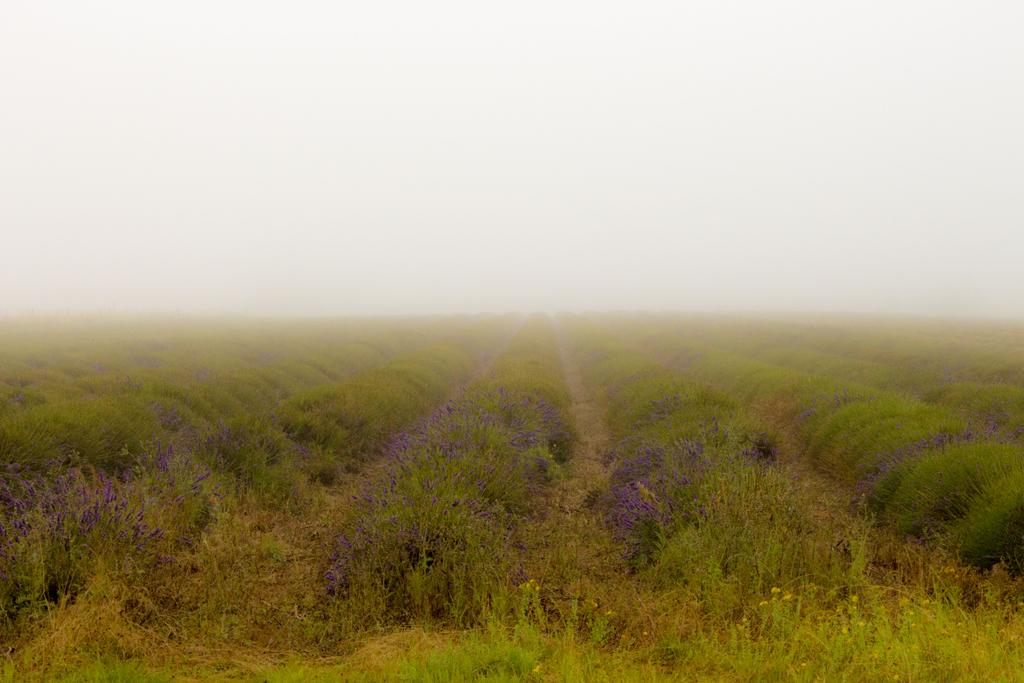 KHPhoto87's tweet photo. Fields of lavender in Snowhill Cotswolds #cotswolds #snowhill #lavender #fields #foggy http://t.co/hVP7okpdNm