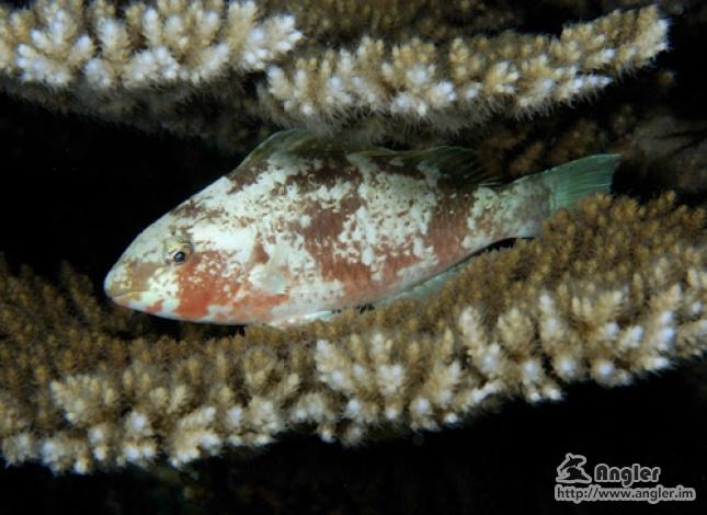 solotcom's tweet image. Deep sea fishing for tuna began 42,000 years ago. More details, visit Angler official website: angler.im/news/3muTaukfU…