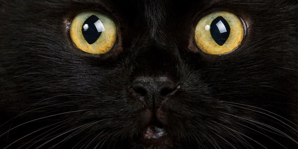 purinaaustralia's tweet photo. Today is black cat appreciation day let's cross their path to celebrate! Follow @purinaaustralia for more fun facts http://t.co/gRRCmL5z3P