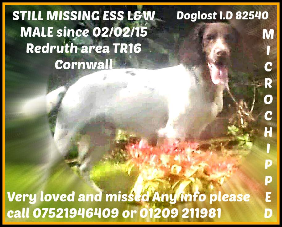 Sarah Williams tweet media