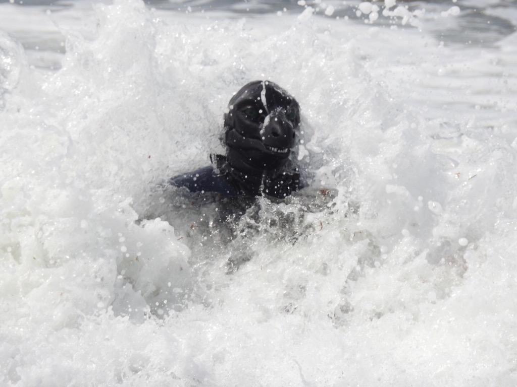Takudragon's tweet photo. Dragon playing in the surf! Much fun was had. #avoidingtheheat http://t.co/qO5HkwzVpS