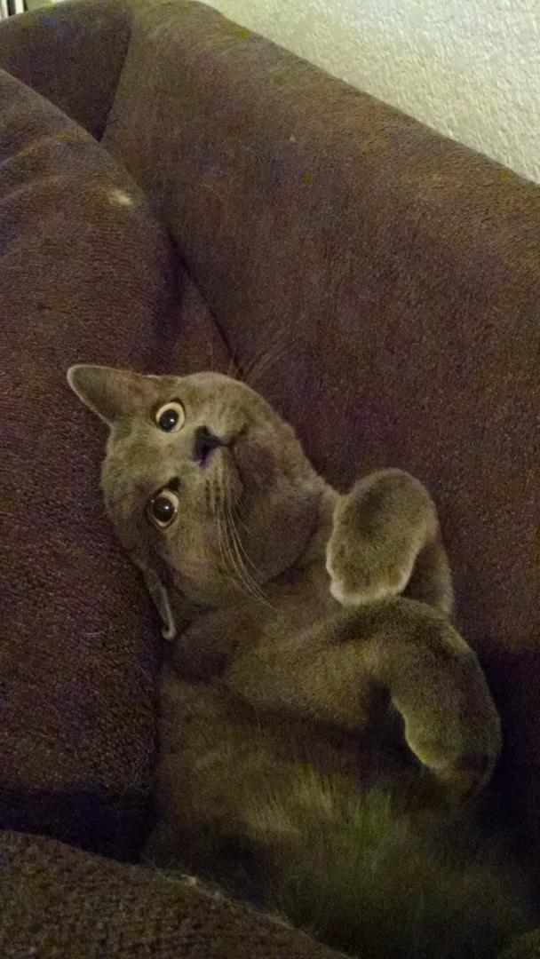 Surlyiously's tweet image. #missmuscat is being by the couch. And she loves it!!  #kittenlife