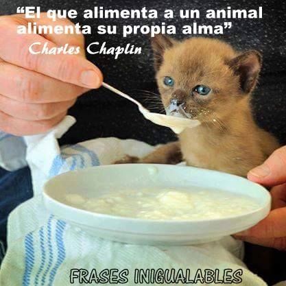 AliceeProAnimal's tweet photo. "El que alimenta a un animal, alimenta su propia alma" - Charles Chaplin http://t.co/xwhyzERGfP