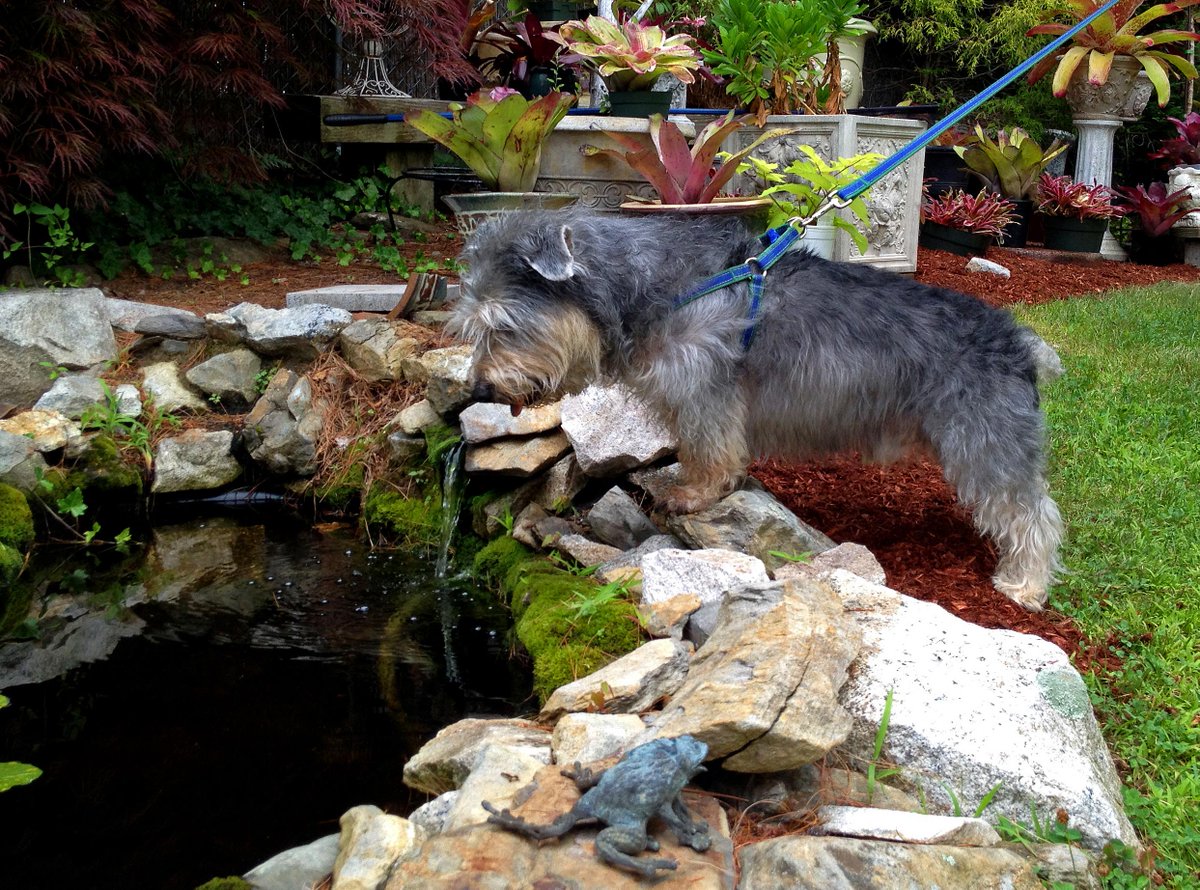moniquean's tweet photo. Oliver wants to go fishing #akcglenofimaalterrier http://t.co/6tU8yxCuuu