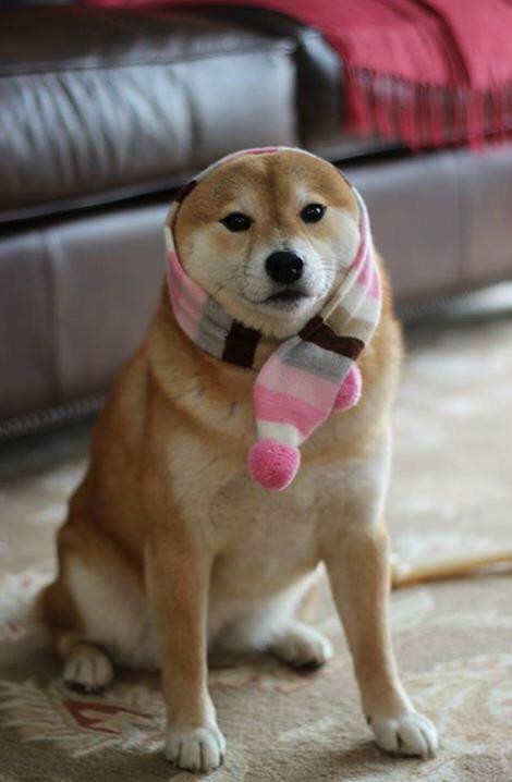 _nadafacil_'s tweet image. when ur from TX and the coldest it gets is mid-30s but ur going to school where it gets below 0 #NorthwesternProblems