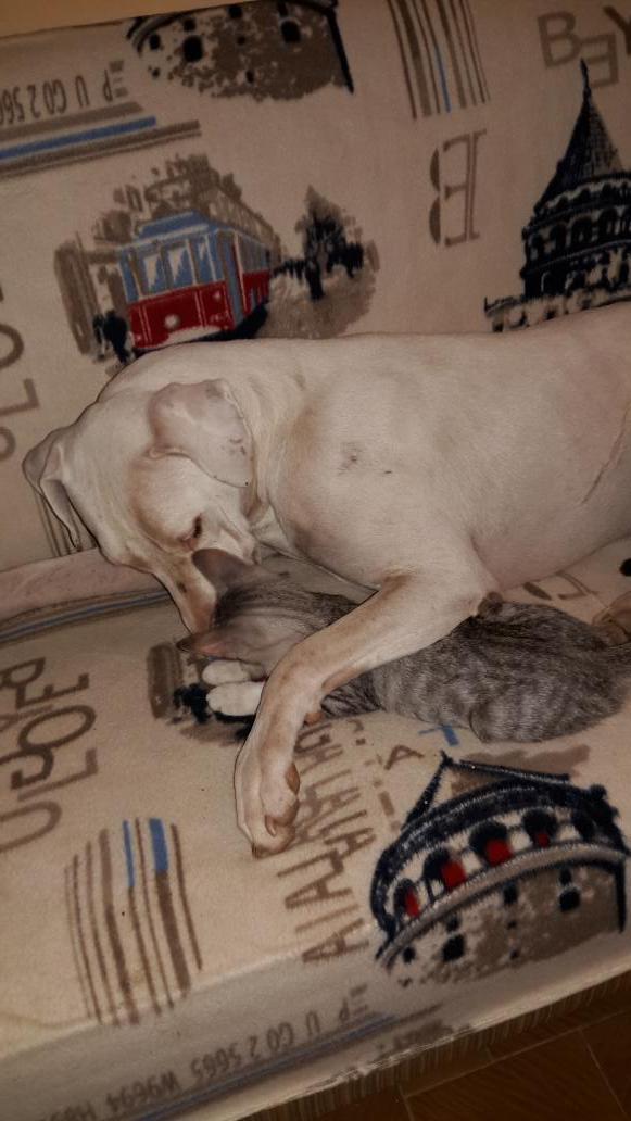 # Dogo Arjantin $ Linda $ cat
#pitbulseverler 
#pitbulls 
#petistanbul 
#kotupitbulyokturkotusahipvardir 
#hayvansev