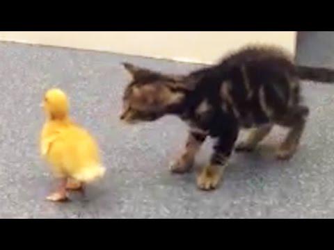 jefferspet2's tweet photo. Kittens Do Things For The First Time http://t.co/ZG5yr4tWFG #PBR #rodeo http://t.co/ux7yuobvI5