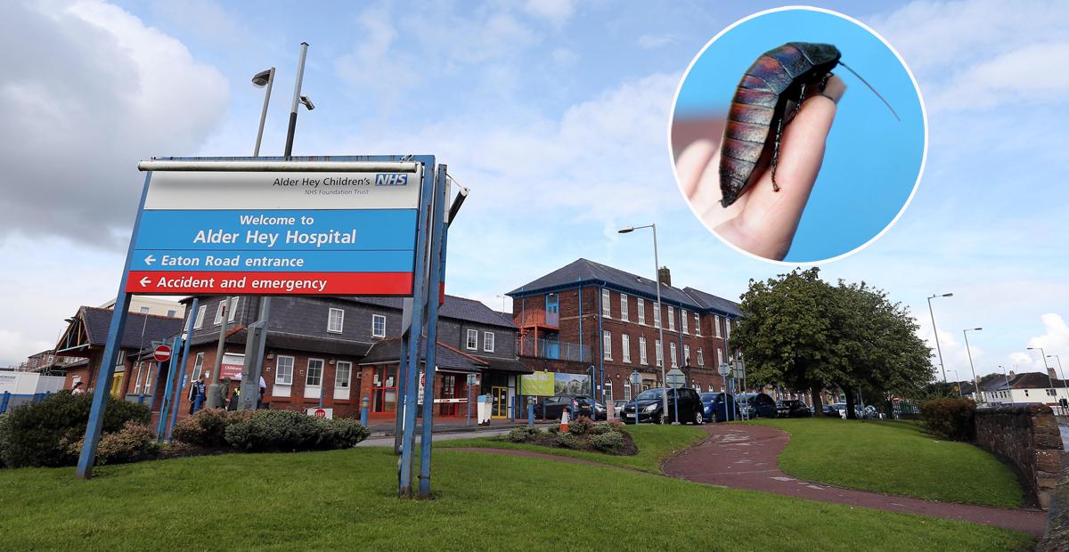 LivEchonews's tweet image. Alder Hey Children’s Hospital denies cockroach infestation reports liverpoolecho.co.uk/news/liverpool…