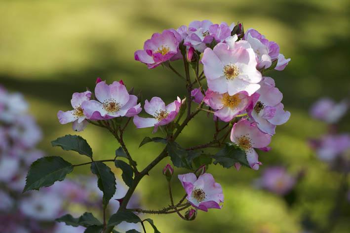 Our friend Leigh Clapp took some beautifully natural shots of of the Gardens last week #KentNature #Nature #Gardens