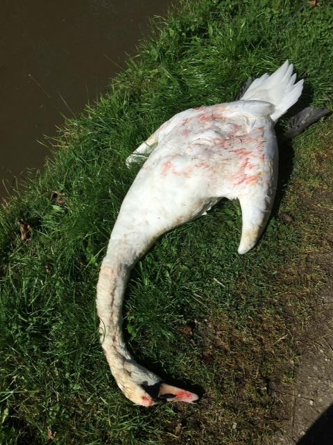 Sick yobs shot swan in the head in #Nuneaton, nuneaton-news.co.uk/Swan-shot-head… <a href="/NuneatonNews/">Nuneaton News</a> <a href="/NWWSanctuary/">Wildlife Sanctuary</a>