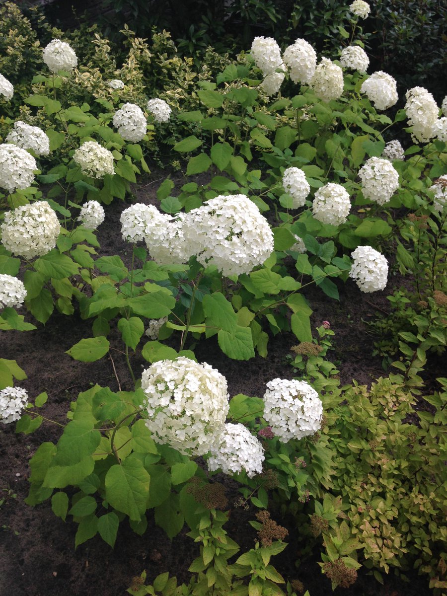 Onze sneeuwbal hortensia's staan weer volop in bloei!
