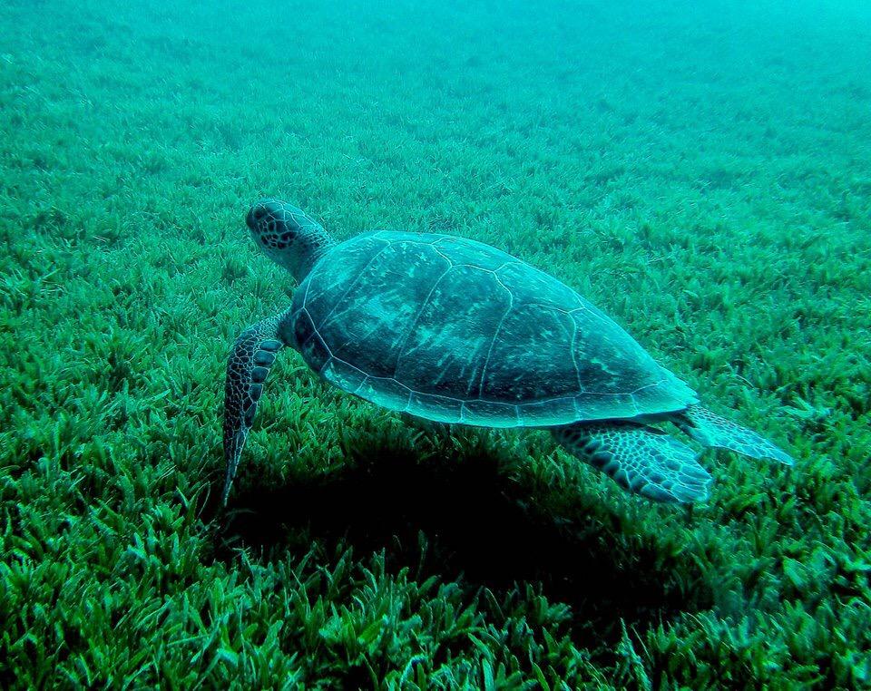 Just a turtle doing turtle things