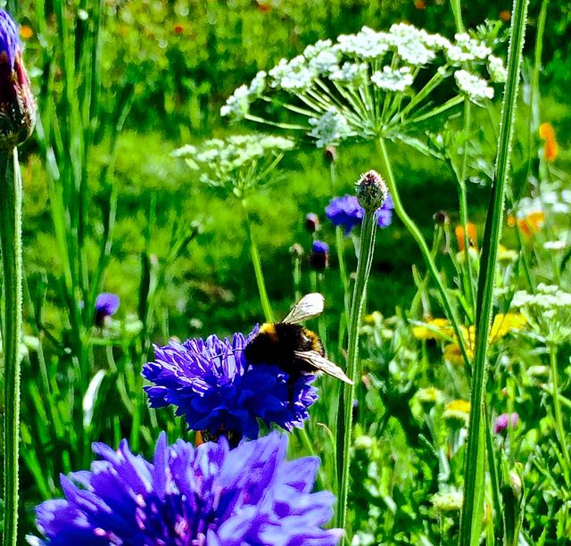 #Cornflower #AmmiMajus #AnnualFlowers #BeeMagnets #Bee