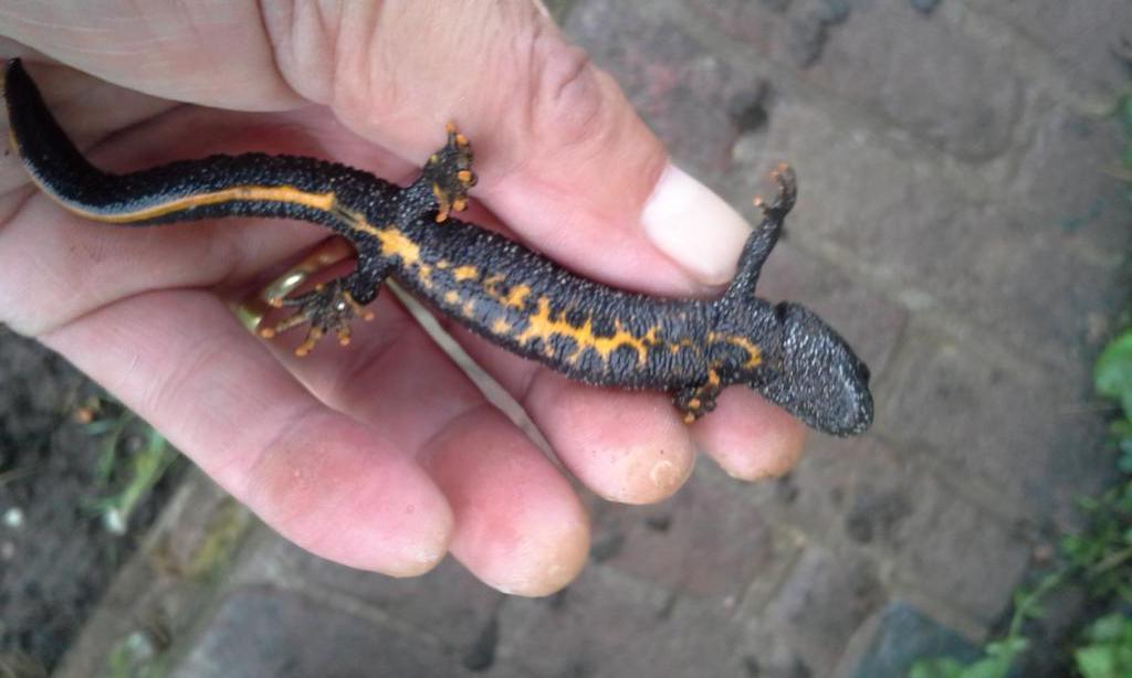 HansHeiningen's tweet photo. Tijdens een inspectierondje door Batterij Brakel troffen we deze kamsalamander aan. http://t.co/ODTbY9y7UQ