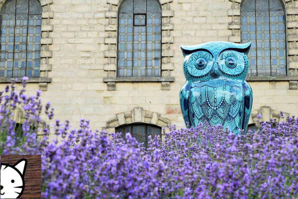 FredFactoryCat's tweet image. I nipped out yesterday evening for a walk, took a stroll round @STPAULS_BRUM and looked at the OWL in the lavender!