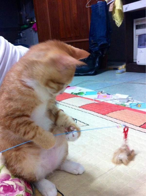 고양이봇 tweet media