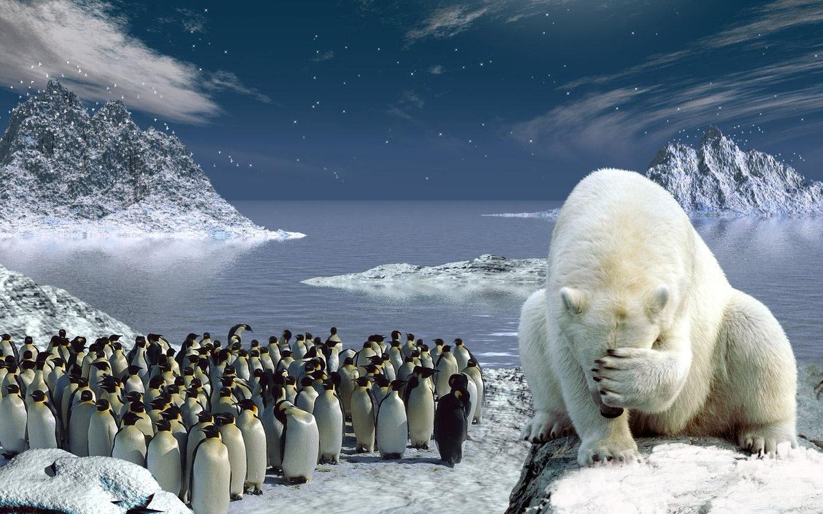 Почему медведи не охотятся на императорских пингвинов. Арктика – Антарктика белый медведь. Арктика Антарктика Антарктида. Северный полюс Арктика и Антарктика. Северный Ледовитый океан пингвины.