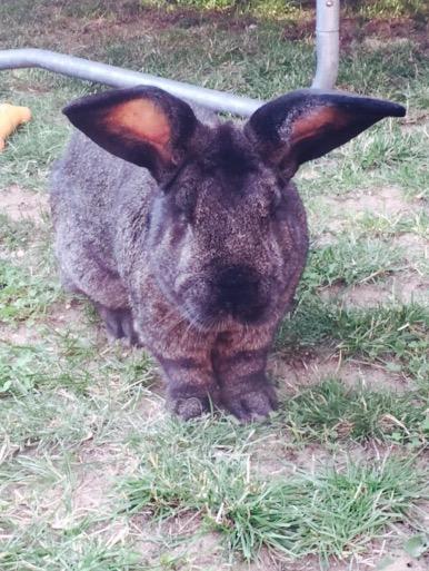 FrazzleJones's tweet photo. Love this guy! 🐰 #Arthur #rabbit #giant http://t.co/RM8CRlkeic
