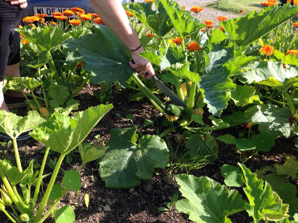 Jabajak's tweet photo. Happy looking courgettes in the veg patch today! http://t.co/ffDTt6by3V