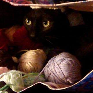 Solchys's tweet image. Happy Black Cat Appreciation Day !!! #BlackCatAppreciationDay