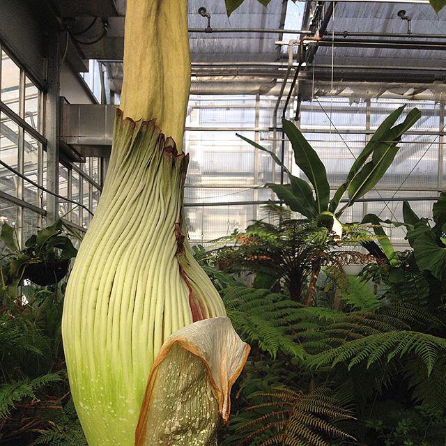 denverbotanic's tweet photo. #corpseflower update: #StinkyDBG still growing 5' 2.75" Don't know when bloom will occur. Could be later this week. http://t.co/ECAhNnUcz1
