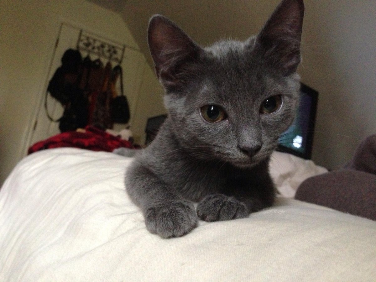 bluebuffalo's tweet photo. This just in: today is Black Cat Appreciation Day! 

Because...why not? http://t.co/1J9evR4zoZ