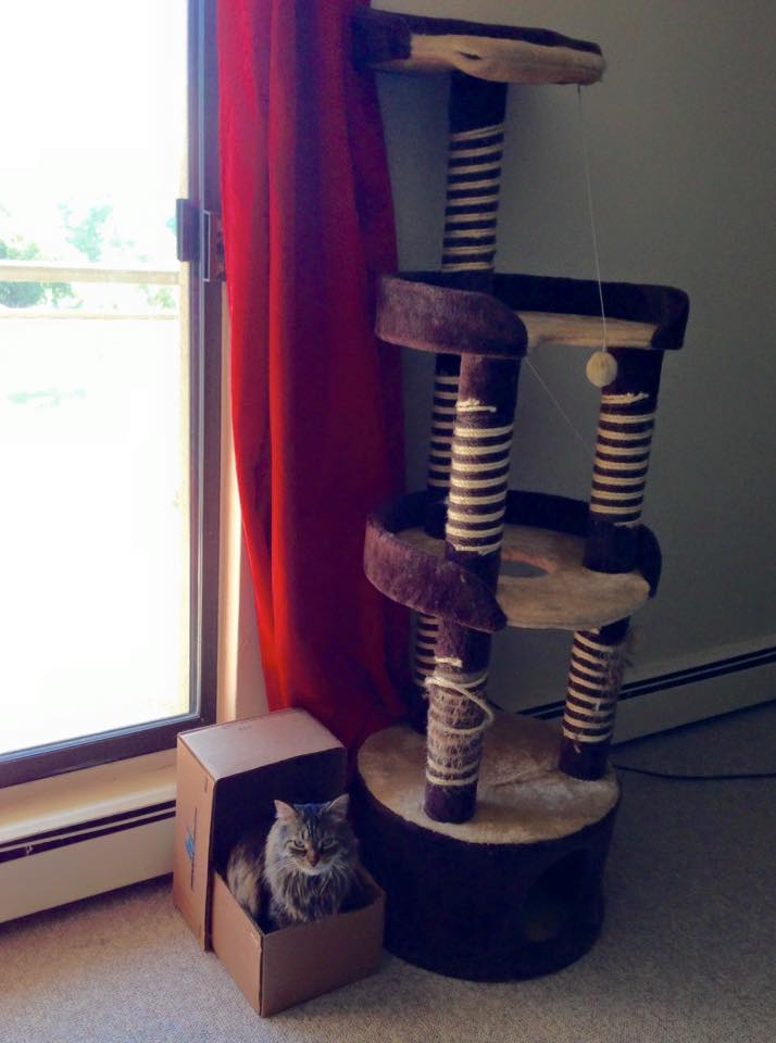 "Hobbes" enjoying an expensive cat tree! Are your pet's costs adding up? Some tips here: hubs.ly/H014xz00