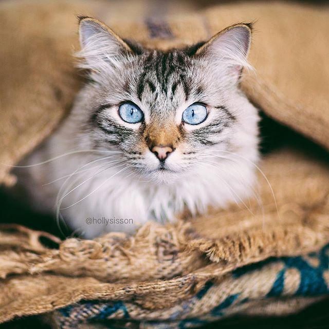 hollysisson's tweet photo. Finnegan
#toronto #cat #pet #petphotography 🐾http://t.co/gysPvBlbm3🐾 #WHPtexture
~
Fin… https://t.co/ukH5xco1HG http://t.co/xJIPLUfTQw