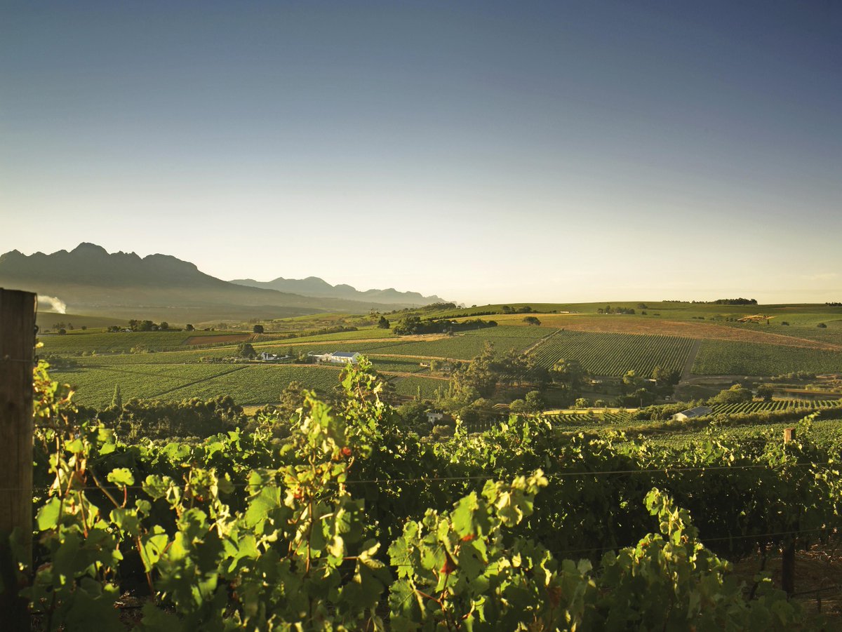 CapeLegends's tweet photo. @FleurduCapWines producers are situated in the unique Cape Floral Kingdom. #biodiversity #legends http://t.co/nROmNBfyie