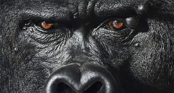Phox's tweet image. Et si nous partagions quelques expressions avec nos amis les animaux ? Tim Flach : goo.gl/y0wxwY