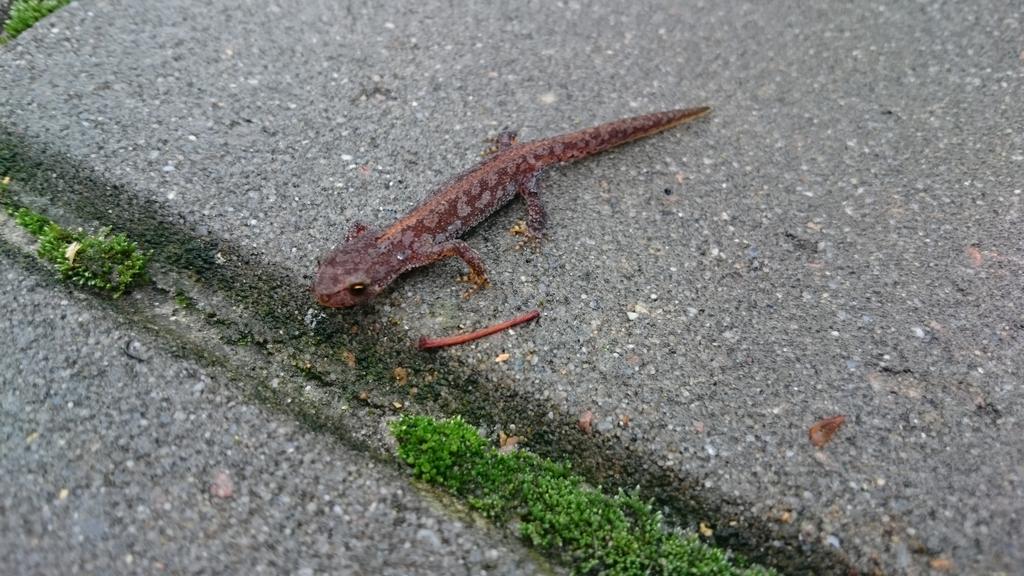Vond net deze Alpenwatersalamander in Zuidhorn. Volgens <a href="/waarneming/">Waarneming.nl</a>.nl pas de derde ooit voor de provincie Groningen!