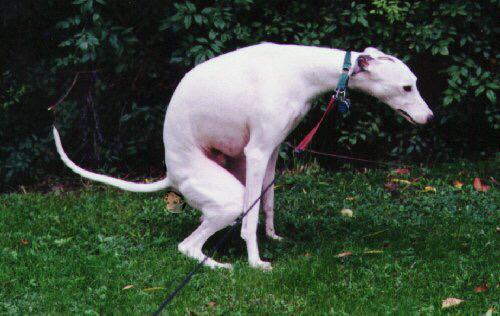 drunkamerica's tweet image. RT for this dog taking a shit, fav for Hilary Clinton.