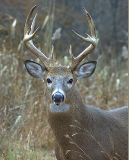 Realtree's tweet photo. Minnesota Deer Numbers Trending Upward http://t.co/77n1bdFTPz Mild Winter, Strong Fawn Crop Aid Whitetail Comeback http://t.co/gTYwk8cICE