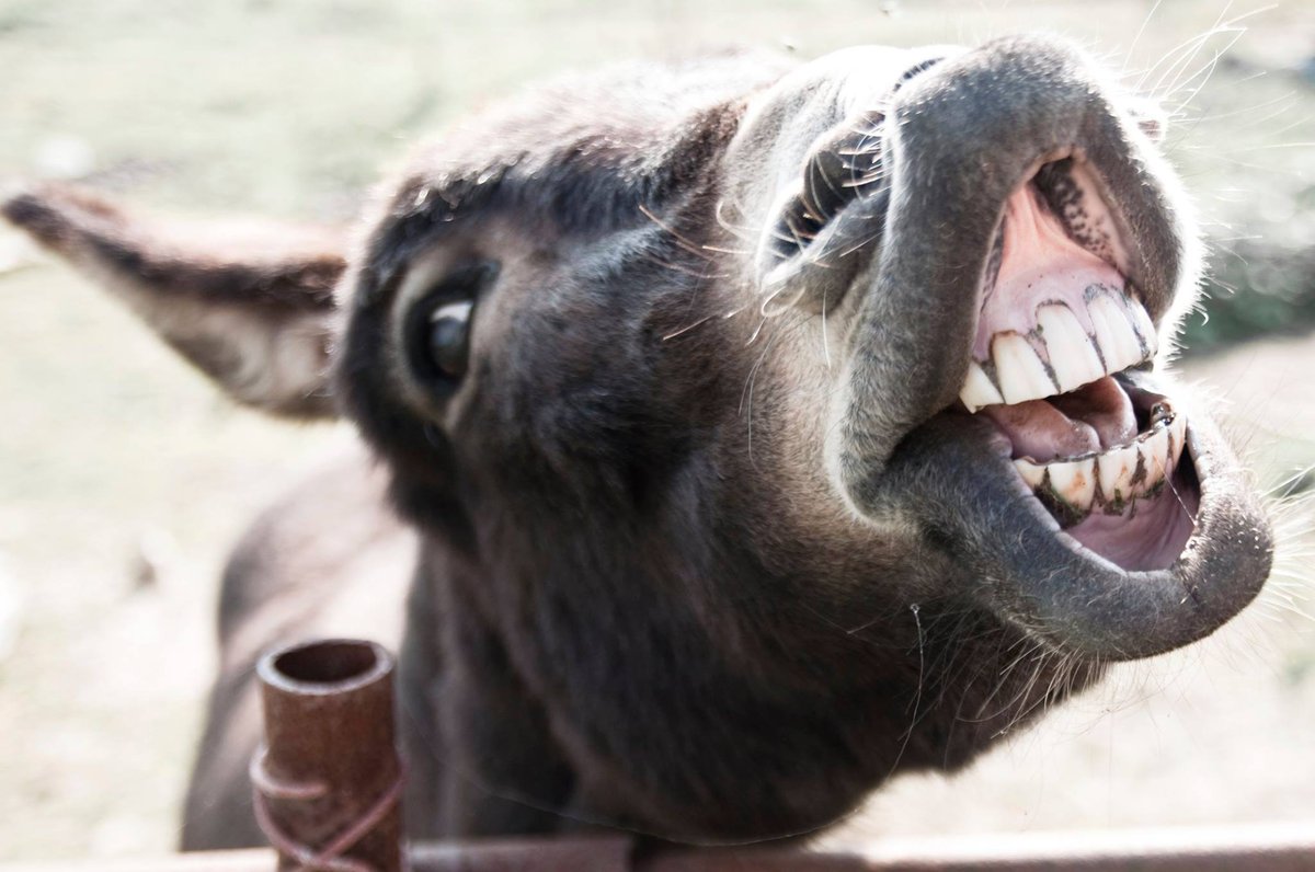 donkey smiling with teeth